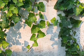 Ivy plant on a white old wall on a summer afternoon sunset. Light, shadows and a cracked wall. Green and white background.