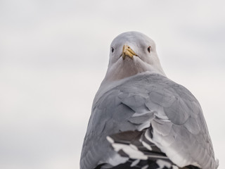 Close up of a seagull looking at the camera