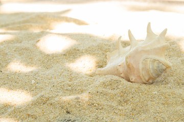 Fototapeta na wymiar more shells in the sand on the beach, landscape