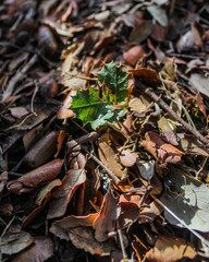 Planta verde no meio de folhas no outono 