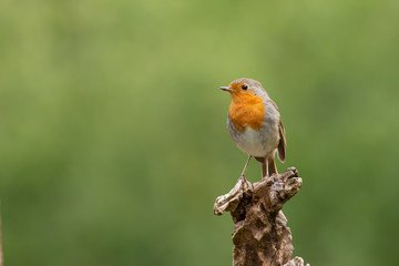 This robin with orange breast is sitting on a branch with a green background