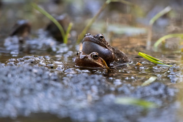 Frogs during breeding season