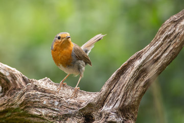 Cute little bird, robin, sitting on a branch with a green background