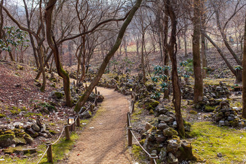forest path