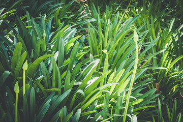 Buds and leaves of Agapanthus