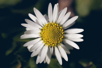 High angle view of a daisy in the grass