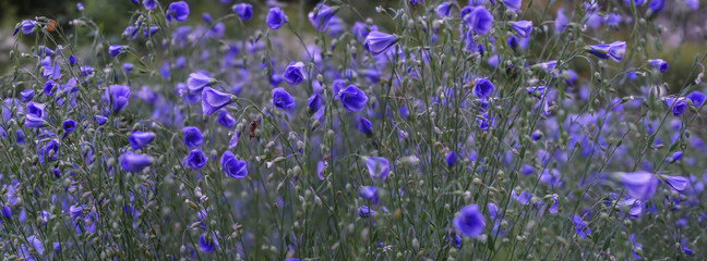 field of blue flowers, spring, selective focus image