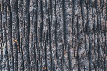 Bark texture of a California fan palm