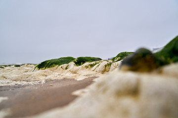 Seaweed cliff in the beach