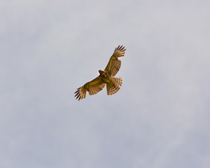 Red Shouldered Hawk