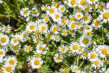 green field of spring flowers