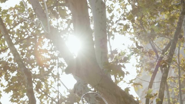 Tree in Barcelona, sun is breaking trough the leaves