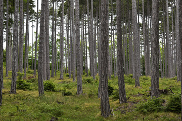 Graue, dichte Stämme im Naturwald, grüner Waldboden als Sauerstoffquelle und Kohlenstoffsenke für Klimaschutz