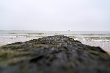 Seaweed cliff in the beach
