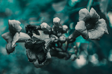 Des jolies fleurs grises avec un fond turquoise