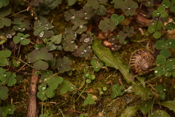 Un escargot sous la pluie 
