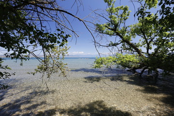 The Leman lake through trees