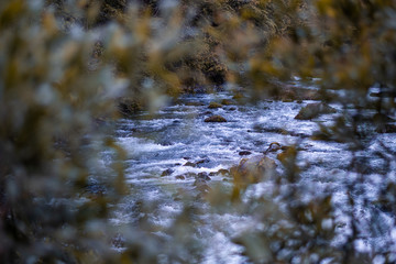stream in the forest