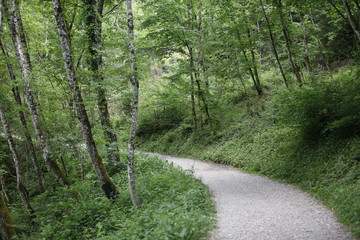 A path in the middle of the forest