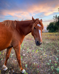 Cavallo al tramonto