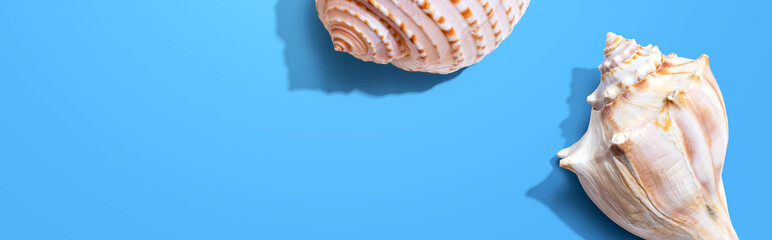 Summer concept with seashells overhead view - flat lay