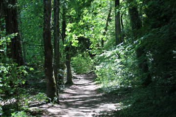 A path under trees in a park