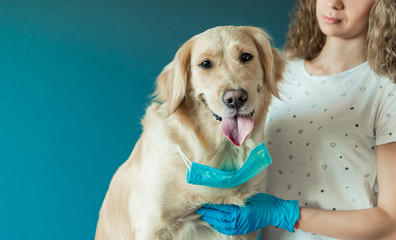 Doctor in medical gloves trying to protect big dog from a coronavirus wearing medical blue mask indoors. Protection during epidemics and pandemics, Covid19