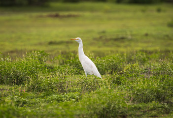 white heron in the grass
