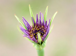 Needle flower in macro photo