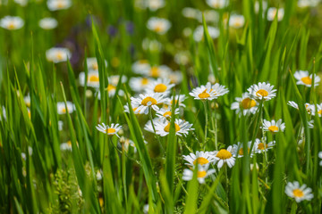 green field of spring flowers