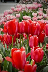 Red Tulips