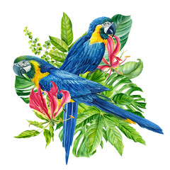 composition with beautiful blue parrots  and tropical plants, green leaves, lily, bromeliad on an isolated white background, watercolor hand drawing