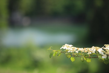 Bokeh in the background of white leaves
