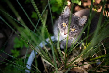 curious blue tabby maine coon cat looking at pampas grass outdoors in garden