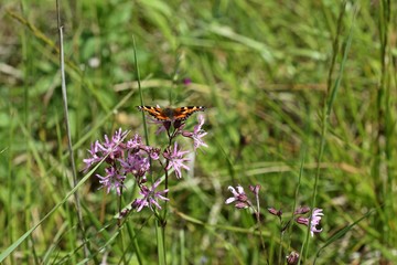 Kleiner Fuchs (Aglais urticae) auf Kuckucks-Lichtnelke (Lychnis flos-cuculi)