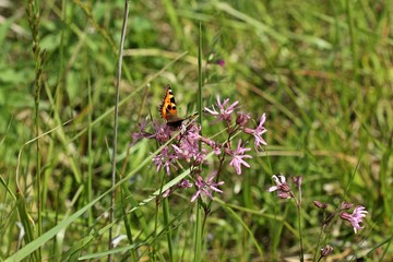 Kleiner Fuchs (Aglais urticae) auf Kuckucks-Lichtnelke (Lychnis flos-cuculi)