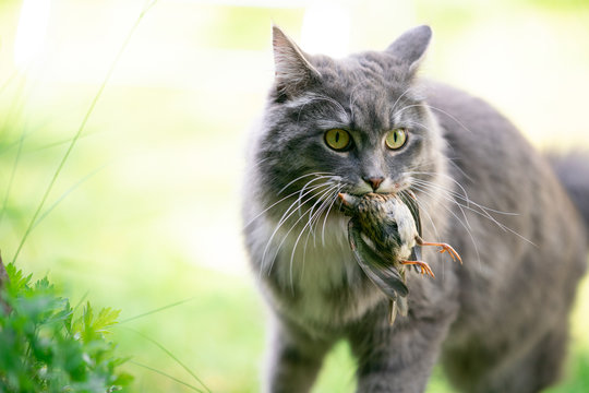 hunting maine coon cat with bird prey in mouth