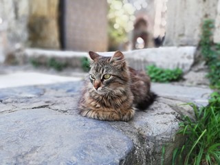 Cat guarding the fortress of Rumelihisar
