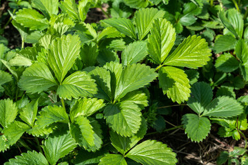 strawberry bed in the garden in nature, early spring.