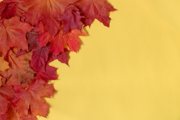 Border made of autumn maple leaves over yellow background