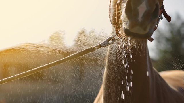 Brown horse enjoys spraying shower at blurry sunny background