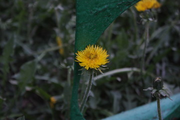 Yellow dandelion at the fence