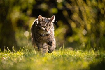 tabby cat walking on meadow in sunlight in summertime