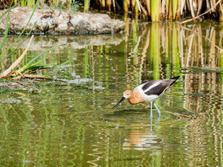 Close up shot of the American avocet