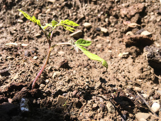 Tomato seedlings.Green young newly planted tomato seedling in black soil close-up .