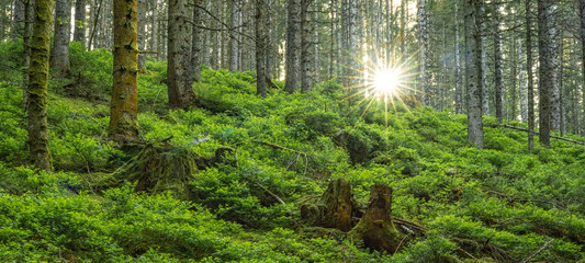 Black Forest landscape - sunset in the forest with fir trees, green fresh moss and blueberry bushes
