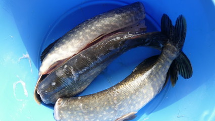 fresh fish in a blue bucket