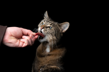 studio shot of human hand feeding tabby cat with raw beef on black background with copy space