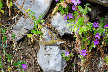 Amalfi Coast, Italy. Along the Path of the Gods (italian Sentiero degli Dei) a lizard looks straight into the camera.