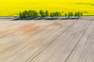 The road goes through a plowed and yellow field. Beautiful view of the yellow field